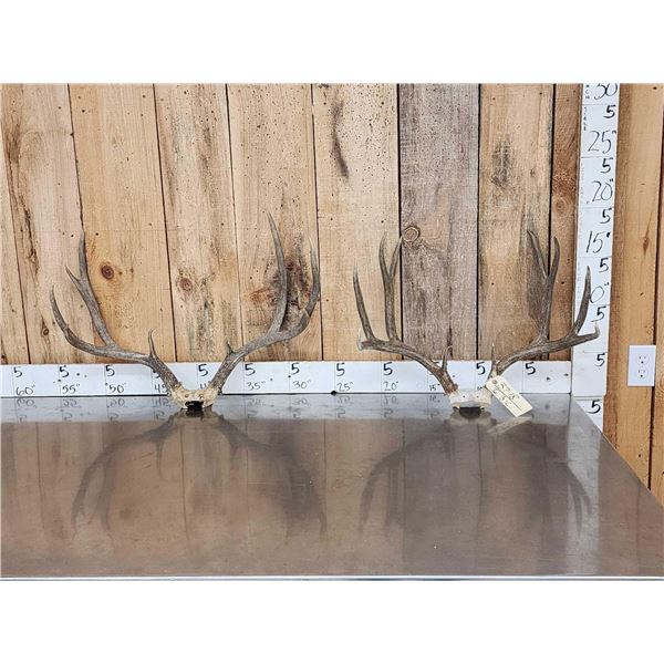 2 Sets Of Mule Deer Antlers On Skull Plate