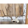 Image 2 : 2 Sets Of Mule Deer Antlers On Skull Plate