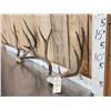 Image 3 : 2 Sets Of Mule Deer Antlers On Skull Plate