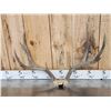 Image 4 : 2 Sets Of Mule Deer Antlers On Skull Plate