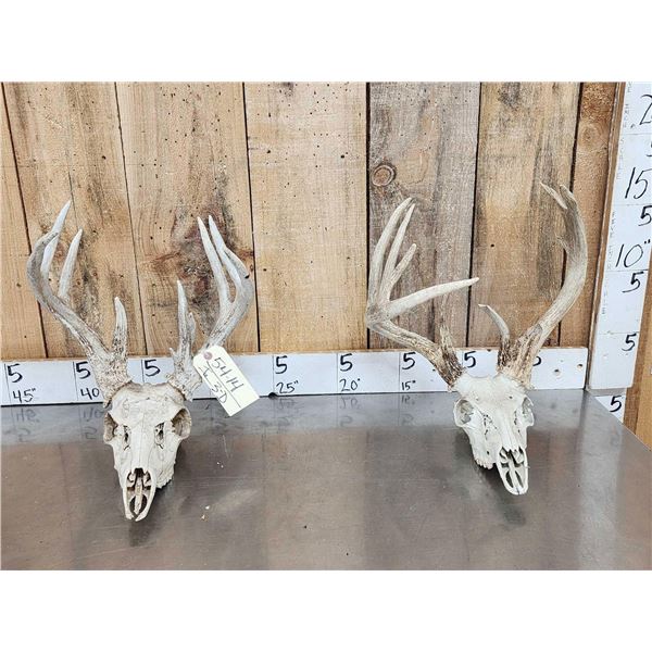 2 Sets Of Whitetail Antlers On Skull Plate