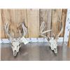 Image 1 : 2 Sets Of Whitetail Antlers On Skull Plate