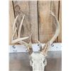 Image 2 : 2 Sets Of Whitetail Antlers On Skull Plate