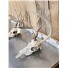 Image 3 : 2 Sets Of Whitetail Antlers On Skull Plate