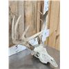 Image 4 : 2 Sets Of Whitetail Antlers On Skull Plate