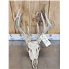 Image 5 : 2 Sets Of Whitetail Antlers On Skull Plate