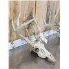 Image 6 : 2 Sets Of Whitetail Antlers On Skull Plate