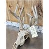 Image 7 : 2 Sets Of Whitetail Antlers On Skull Plate