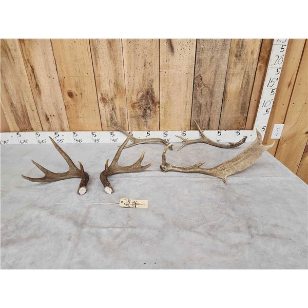 Mixed Antler Lot