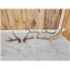 Image 1 : Mixed Antler Lot