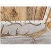 Image 2 : Mixed Antler Lot
