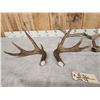 Image 3 : Mixed Antler Lot