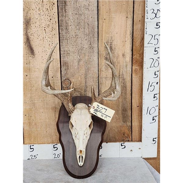 6x4 Whitetail Antlers On Skull With Plaque