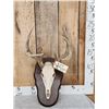 Image 1 : 6x4 Whitetail Antlers On Skull With Plaque