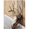 Image 2 : 6x4 Whitetail Antlers On Skull With Plaque
