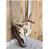 Image 3 : 6x4 Whitetail Antlers On Skull With Plaque
