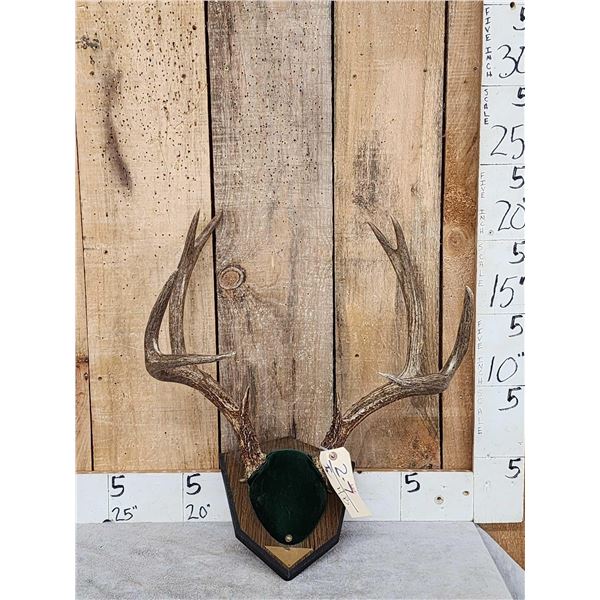 5x5 Mule Deer Antlers On Plaque