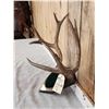 Image 2 : 5x5 Mule Deer Antlers On Plaque
