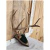 Image 3 : 5x5 Mule Deer Antlers On Plaque