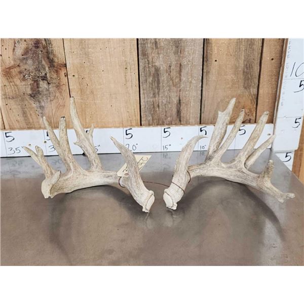 Main Frame 5x5 Whitetail Shed Antlers