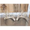 Image 1 : Main Frame 5x5 Whitetail Shed Antlers