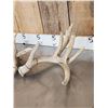 Image 2 : Main Frame 5x5 Whitetail Shed Antlers