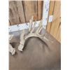 Image 3 : Main Frame 5x5 Whitetail Shed Antlers