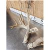 Image 5 : Main Frame 5x5 Whitetail Shed Antlers