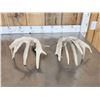 Image 6 : Main Frame 5x5 Whitetail Shed Antlers