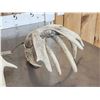 Image 7 : Main Frame 5x5 Whitetail Shed Antlers