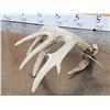 Image 8 : Main Frame 5x5 Whitetail Shed Antlers