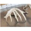 Image 9 : Main Frame 5x5 Whitetail Shed Antlers