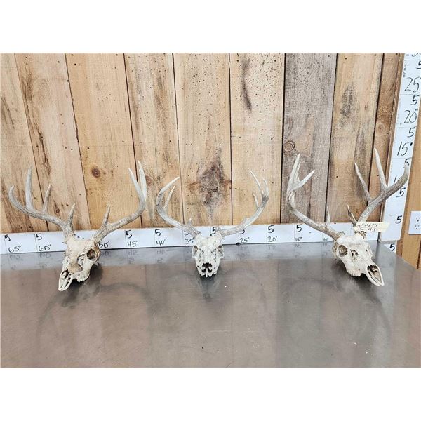 3 Sets Of Whitetail Antlers On Skull