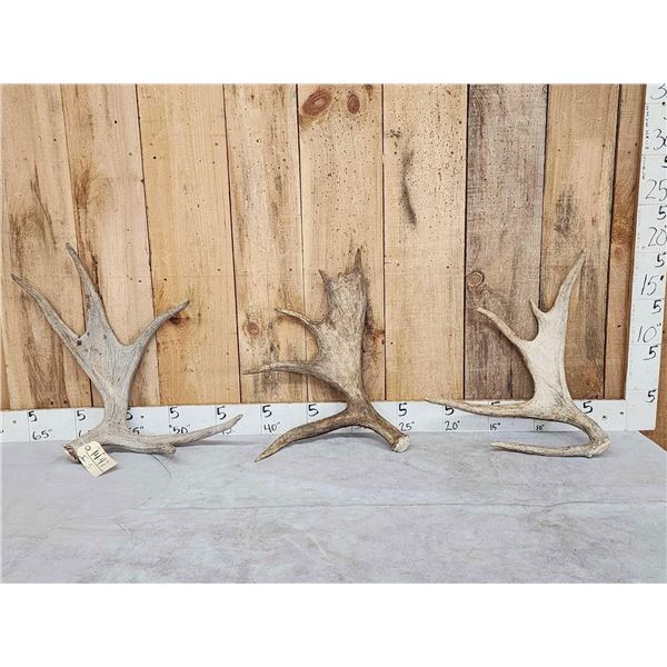 12.1 Lbs Of Moose Antler