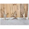 Image 1 : 12.1 Lbs Of Moose Antler