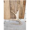 Image 2 : 12.1 Lbs Of Moose Antler