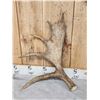 Image 3 : 12.1 Lbs Of Moose Antler