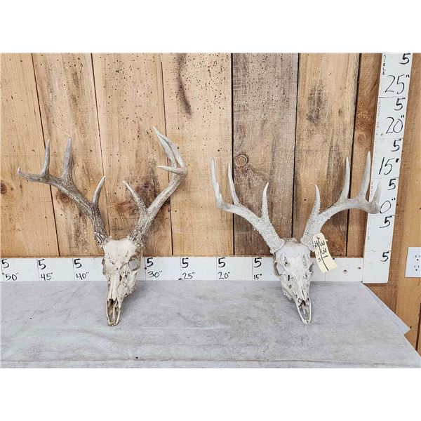 2 Sets Of Whitetail Antlers On Skull