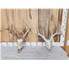 Image 1 : 2 Sets Of Whitetail Antlers On Skull