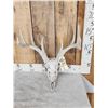 Image 2 : 2 Sets Of Whitetail Antlers On Skull