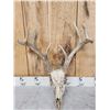 Image 3 : 2 Sets Of Whitetail Antlers On Skull