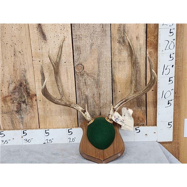 4x5 Mule Deer Antlers On Plaque