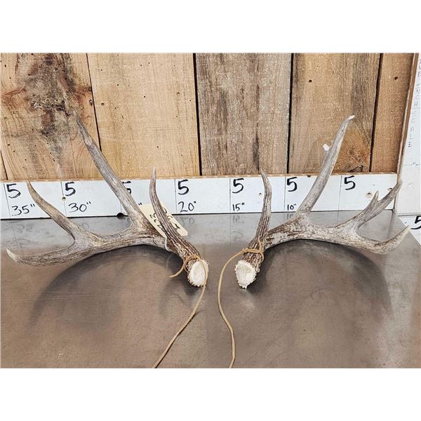 4x4 Whitetail Shed Antlers