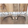 Image 1 : 4x4 Whitetail Shed Antlers