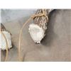 Image 4 : 4x4 Whitetail Shed Antlers
