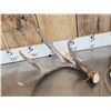 Image 5 : 4x4 Whitetail Shed Antlers