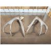 Image 6 : 4x4 Whitetail Shed Antlers