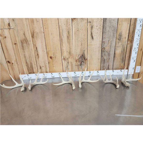 3 Sets Of Whitetail Shed Antlers
