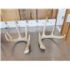 Image 2 : 3 Sets Of Whitetail Shed Antlers