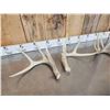 Image 4 : 3 Sets Of Whitetail Shed Antlers